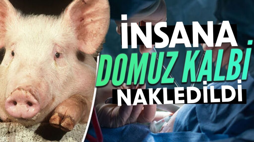 Tarihte İlk: İnsana Domuz Kalbi Nakli