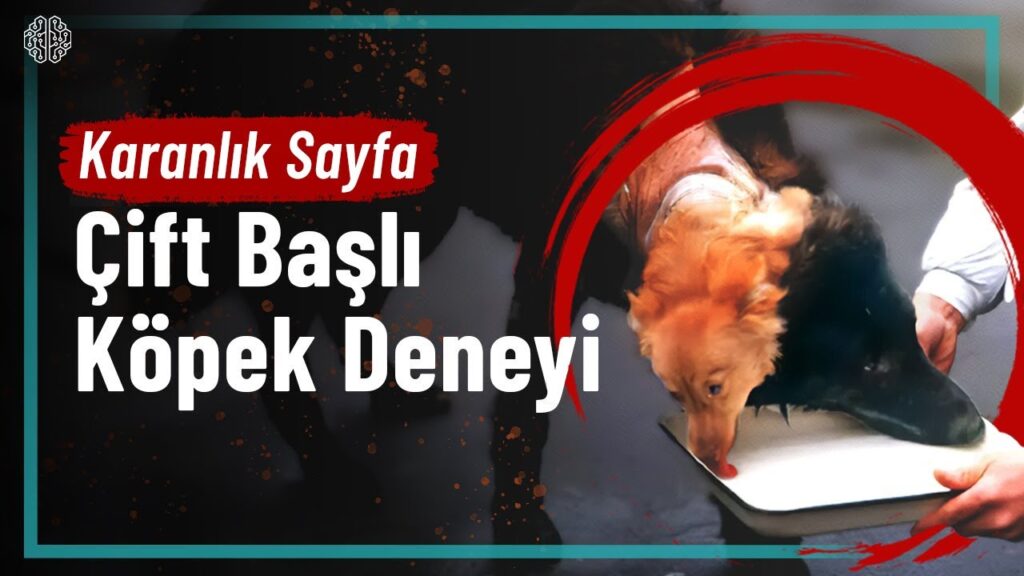 Demikhov’un Çift Başlı Köpek Deneyi
