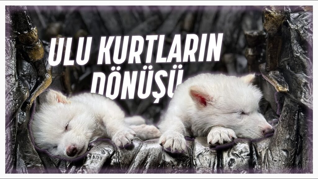 Bunlar Gerçekten Ulu Kurt mu?