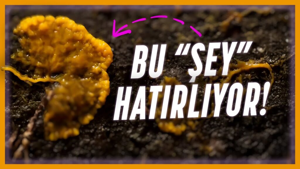 BEYNİ YOK AMA HATIRLIYOR! – Cıvık Mantarın Sıradışı Yeteneği