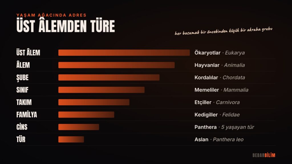 Aslanın yaşam ağacındaki "adresi"