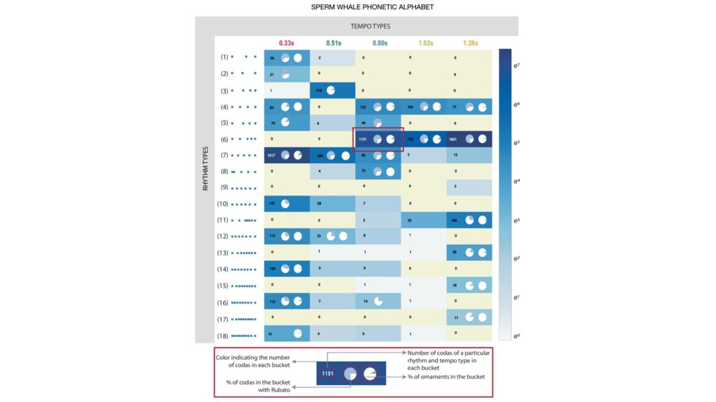 İspermeçet balinası kodalarının ritim ve tempo tablosu
