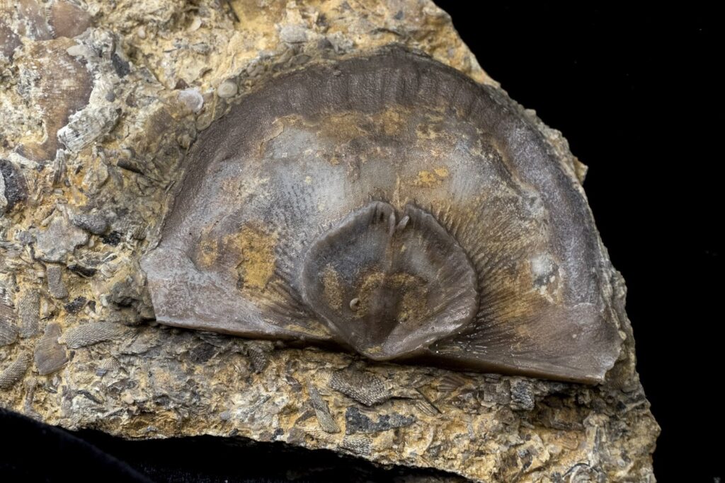 Ordovisiyen denizlerinin en yaygın canlılarından bir brakiyopod fosili (Strophomena filitexta)