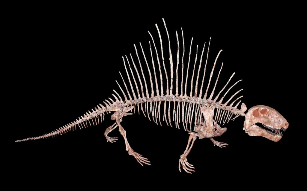 Dimetrodon bir dinozor değil; memelilere dinozorlardan daha yakın bir soydan