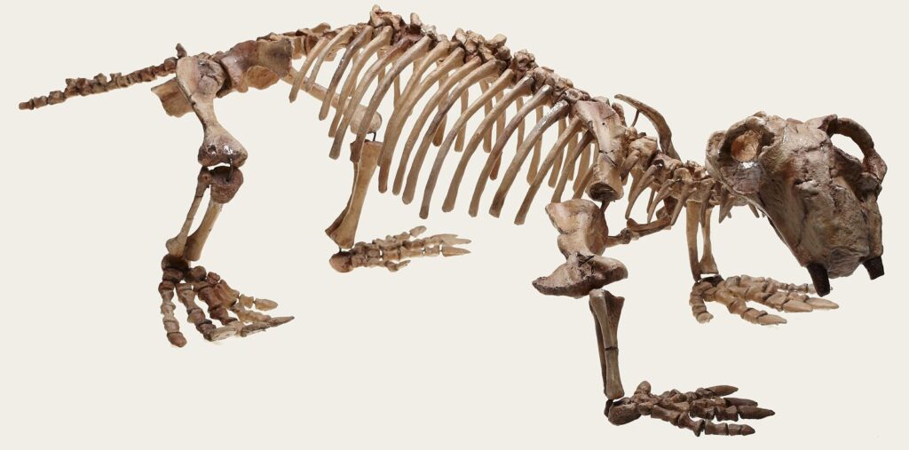 Büyük Ölüm'ün kazananlarından Lystrosaurus